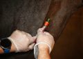 SAG refuerza llamado a prevenir la anemia infecciosa equina en Fiestas Patrias