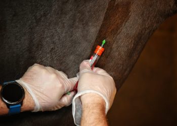 SAG refuerza llamado a prevenir la anemia infecciosa equina en Fiestas Patrias