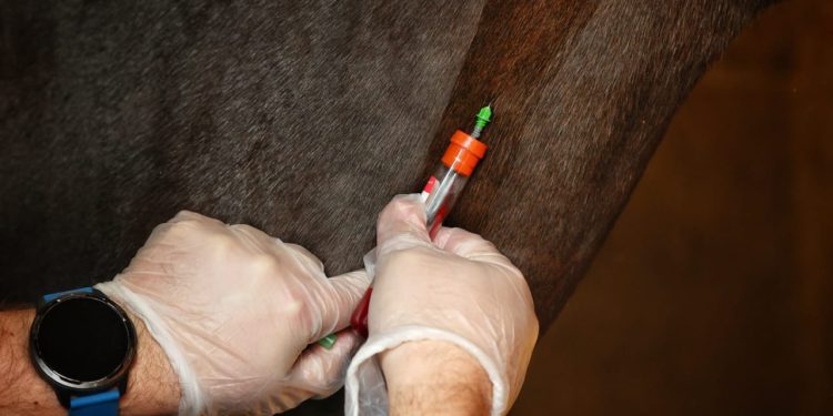 SAG refuerza llamado a prevenir la anemia infecciosa equina en Fiestas Patrias
