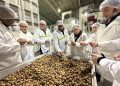 ProChile conecta a exportadores de nueces con mercados internacionales