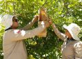 El SAG hace un llamado a la ciudadanía a colaborar para mantener a Chile libre de la mosca de la fruta