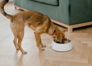 Qué pueden y qué no deben comer las mascotas durante Fiestas Patrias