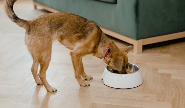 Qué pueden y qué no deben comer las mascotas durante Fiestas Patrias