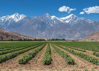 Tecnologías de agricultura digital crecen tres veces más rápido que el promedio por seguridad alimentaria global