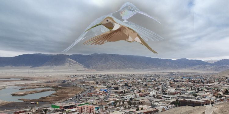 “El movimiento del colibrí” llega gratuitamente a Curicó y Talca: Teatro y ciencia se unen para hacer memoria a 10 años del aluvión de Atacama