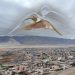 “El movimiento del colibrí” llega gratuitamente a Curicó y Talca: Teatro y ciencia se unen para hacer memoria a 10 años del aluvión de Atacama