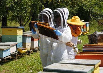 SAG llama a apicultores/as a declarar sus apiarios y colmenas en octubre