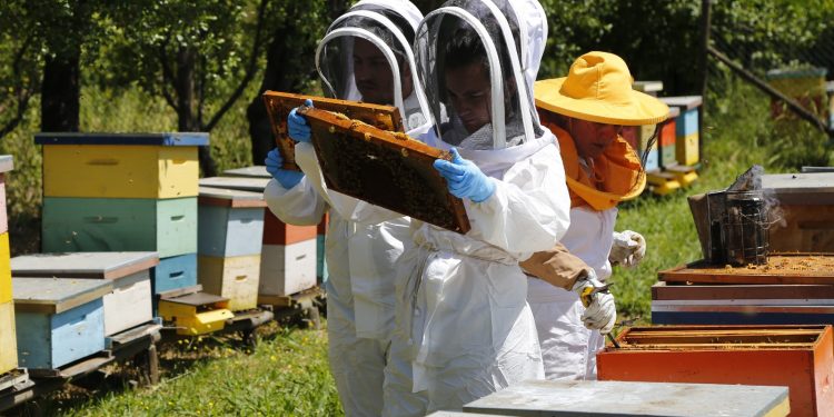 SAG llama a apicultores/as a declarar sus apiarios y colmenas en octubre