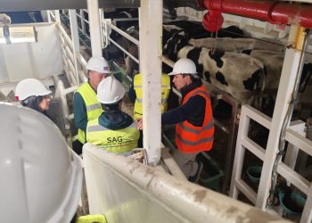 934 vaquillas serán enviadas a Malasia luego de cumplir cuarentena sanitaria en Linares