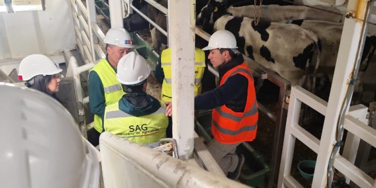 934 vaquillas serán enviadas a Malasia luego de cumplir cuarentena sanitaria en Linares