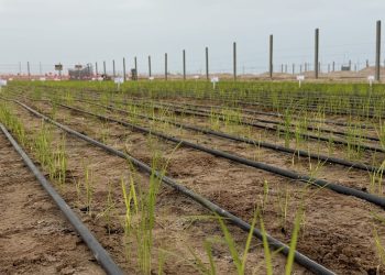 De Norte a Sur: Cómo el calentamiento global borra las fronteras climáticas del país