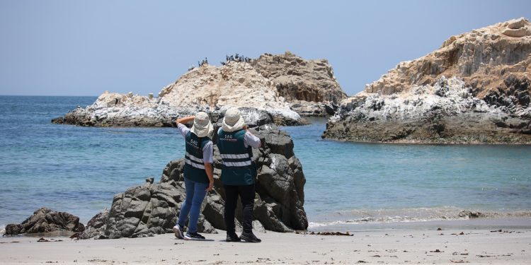 Miles de aves migratorias llegan a Chile: el SAG llama a protegerlas y reforzar la prevención sanitaria