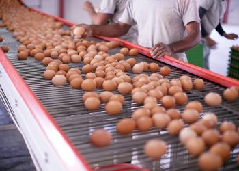 Récord histórico de consumo y producción de huevos: El Maule ocupa el cuarto lugar