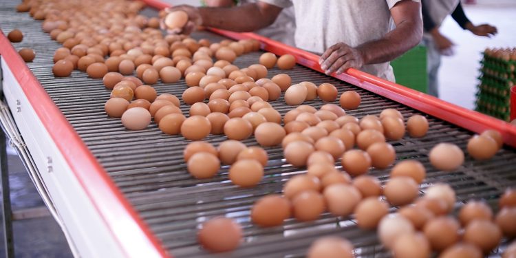 Récord histórico de consumo y producción de huevos: El Maule ocupa el cuarto lugar