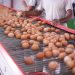 Récord histórico de consumo y producción de huevos: El Maule ocupa el cuarto lugar