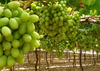 Fedefruta lamenta revisión de Systems Approach en EE.UU. pero confía que hay argumentos para mantener el sistema