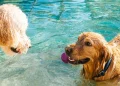 La nueva era pet friendly: En diciembre se efectuará GuauFest