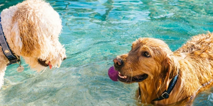 La nueva era pet friendly: En diciembre se efectuará GuauFest