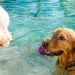 La nueva era pet friendly: En diciembre se efectuará GuauFest