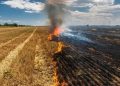 Conaf anuncia prohibición de quemas agrícolas y forestales desde el 1 de noviembre