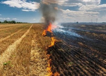 Conaf anuncia prohibición de quemas agrícolas y forestales desde el 1 de noviembre