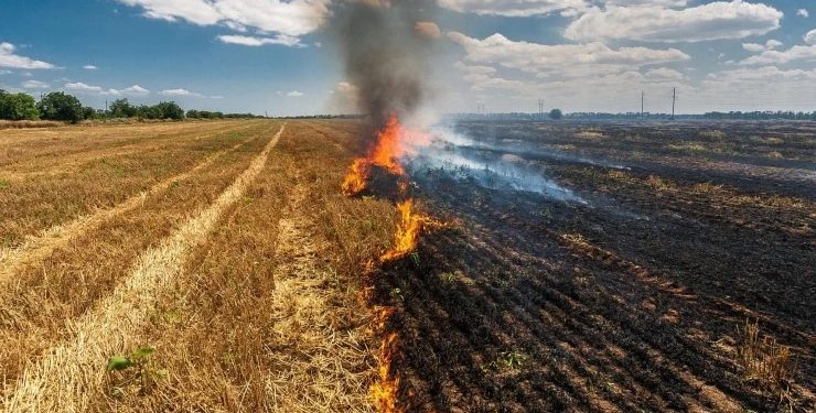 Conaf anuncia prohibición de quemas agrícolas y forestales desde el 1 de noviembre