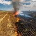 Conaf anuncia prohibición de quemas agrícolas y forestales desde el 1 de noviembre