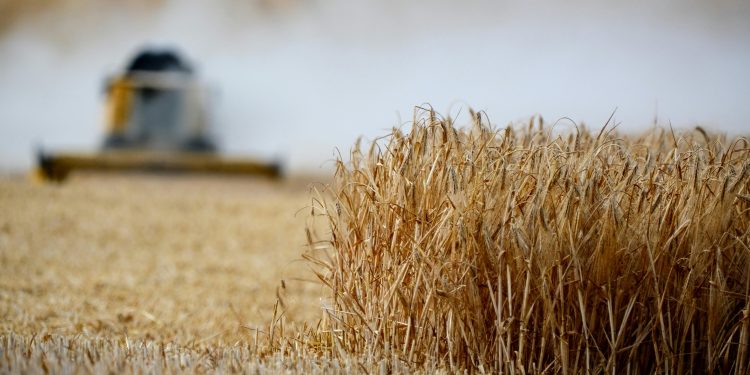 Desarrollan variedad de trigo que resiste el estrés hídrico