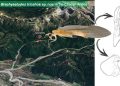 Descubren insecto acuático endémico en la Cordillera maulina, indicador de aguas limpias