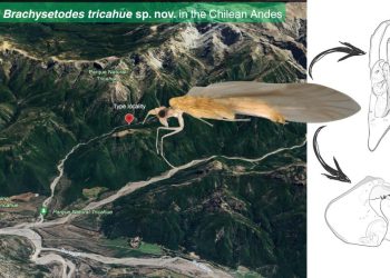 Descubren insecto acuático endémico en la Cordillera maulina, indicador de aguas limpias