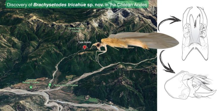 Descubren insecto acuático endémico en la Cordillera maulina, indicador de aguas limpias