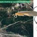 Descubren insecto acuático endémico en la Cordillera maulina, indicador de aguas limpias