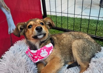 “Adopta, no compres”: Curicó vivirá una nueva jornada de adopción de mascotas este fin de semana