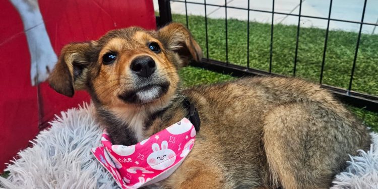 “Adopta, no compres”: Curicó vivirá una nueva jornada de adopción de mascotas este fin de semana