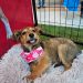 “Adopta, no compres”: Curicó vivirá una nueva jornada de adopción de mascotas este fin de semana