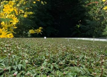 Chile consolida su posición como exportador emergente de flores de corte