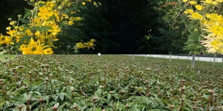 Chile consolida su posición como exportador emergente de flores de corte