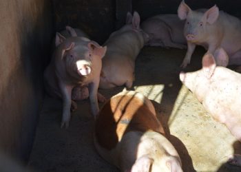 Segundo Tribunal Ambiental permite que plantel porcino de Coexca presente un programa de cumplimiento para análisis de la Superintendencia del Medio Ambiente