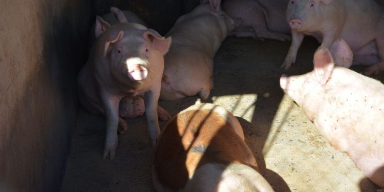 Segundo Tribunal Ambiental permite que plantel porcino de Coexca presente un programa de cumplimiento para análisis de la Superintendencia del Medio Ambiente