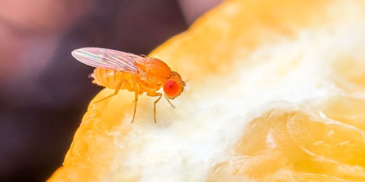 Analizan los riesgos de la mosca de la fruta para la agricultura