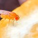 Analizan los riesgos de la mosca de la fruta para la agricultura
