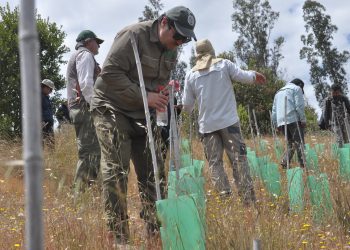 Ensayo académico entrega primeras claves para mejorar la restauración del bosque esclerófilo