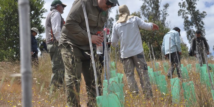 Ensayo académico entrega primeras claves para mejorar la restauración del bosque esclerófilo