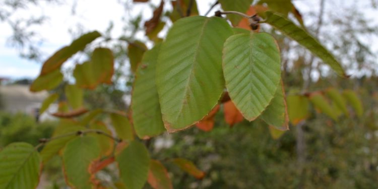 Especie arbórea ruil busca sobrevivir al cambio climático y los incendios forestales