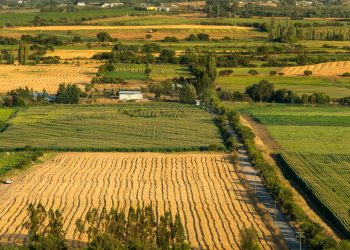 Importar productos desde el Maule: por qué las pymes de la región deben mirar con atención los costos invisibles del comercio exterior