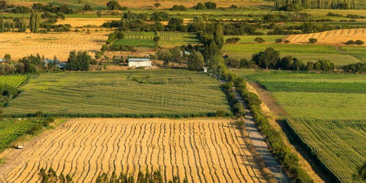 Importar productos desde el Maule: por qué las pymes de la región deben mirar con atención los costos invisibles del comercio exterior