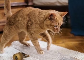 ¿Qué ocurre si no juegas con tu mascota?