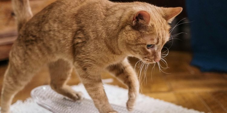 ¿Qué ocurre si no juegas con tu mascota?