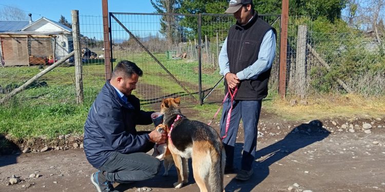 Subdere financiará proyectos de tenencia responsable de animales de compañía en la Región del Maule