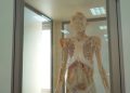 Exposición gratuita de cuerpos reales llega a Talca
